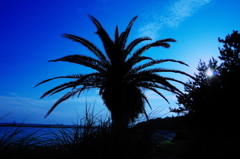 Palm trees