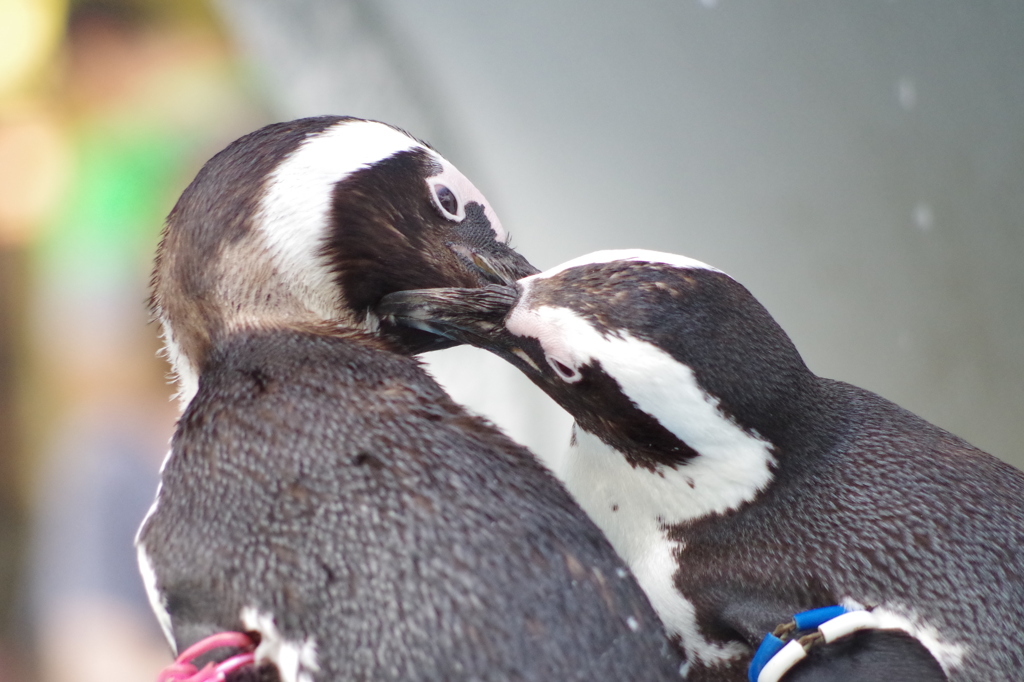 penguin