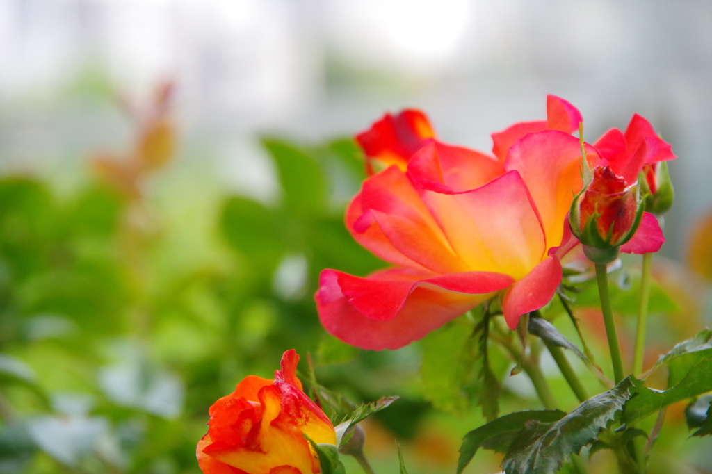 red flower