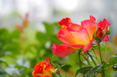 red flower