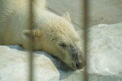 bear