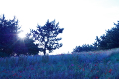 sun and flowers