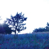 sun and flowers