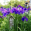 花菖蒲（長井小紫）