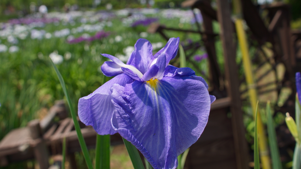 花菖蒲