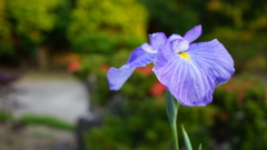 花菖蒲買っちゃった