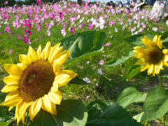 『夏から秋へ』