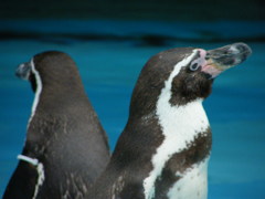 ペンギンの兄弟