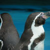 ペンギンの兄弟