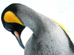 考えるペンギン
