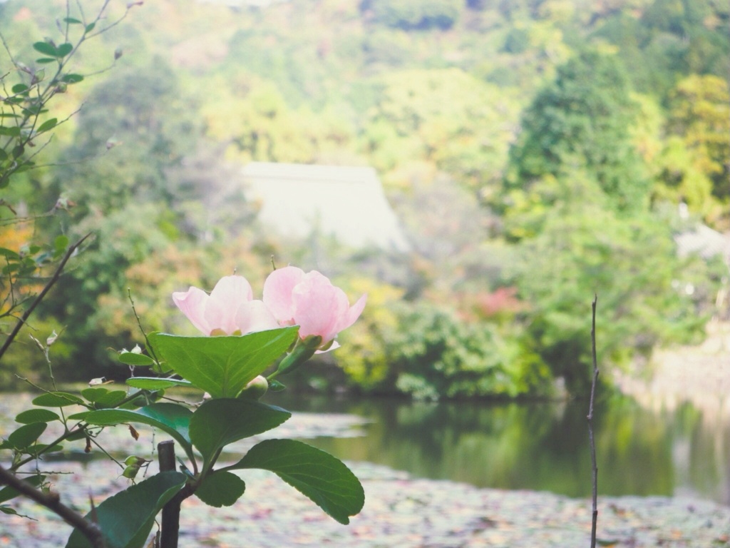 京都