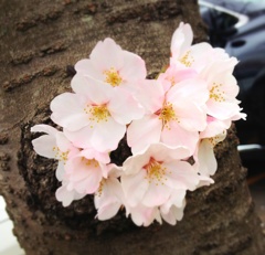 桜