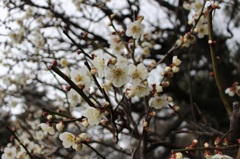 梅