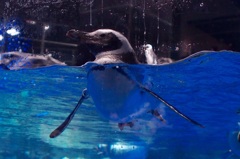 ペンギン