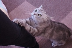 どらえもん。