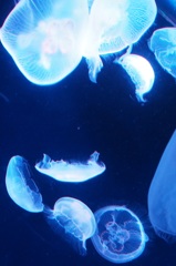 クラゲ