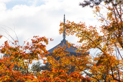 仁和寺の秋