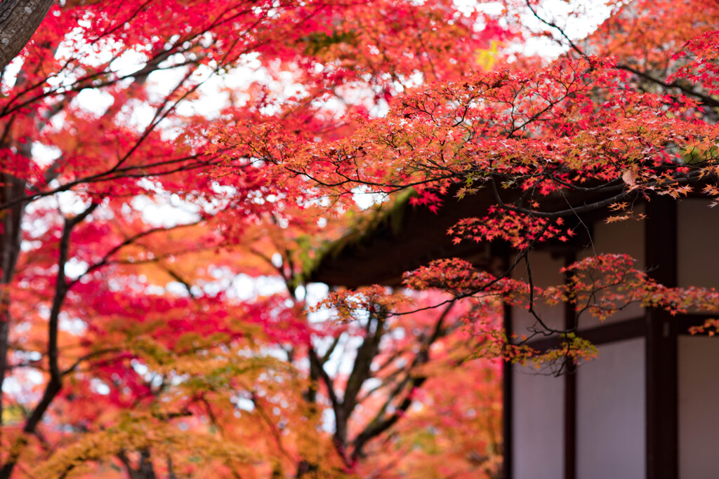 嵯峨野　常寂光寺　2019年秋