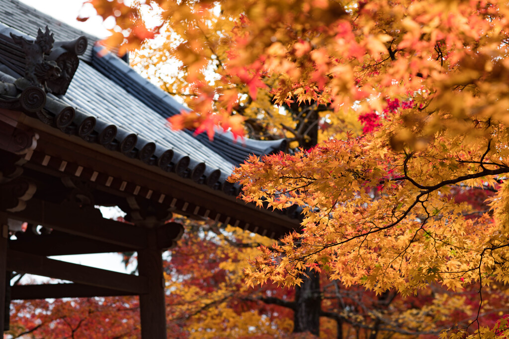 嵯峨野　常寂光寺　2019年秋