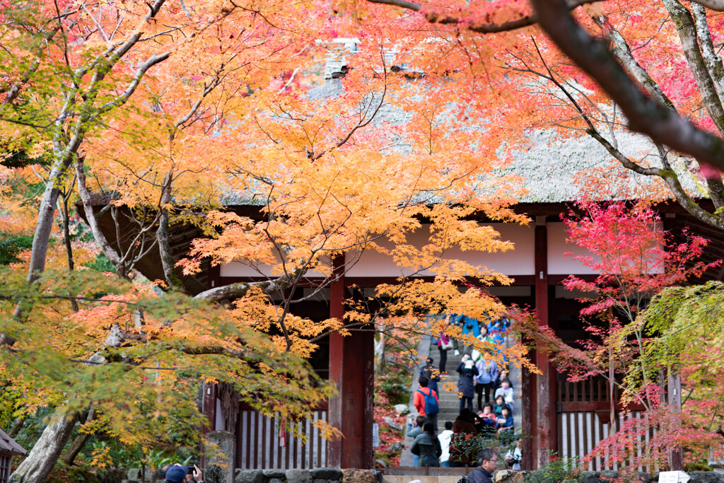 嵯峨野　常寂光寺　2019年秋