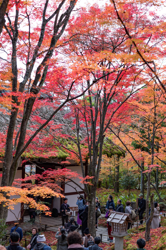 嵯峨野　常寂光寺　2019年秋