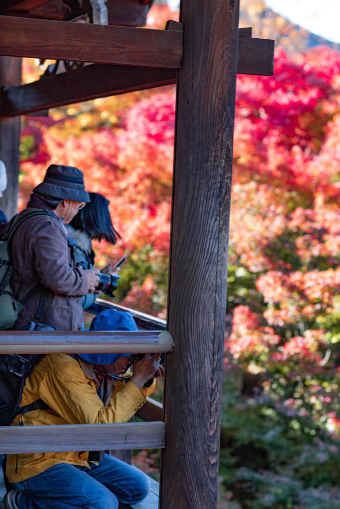 京都：東福寺　燃る秋　カメラマン編