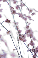 ume