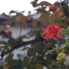 DSC04305