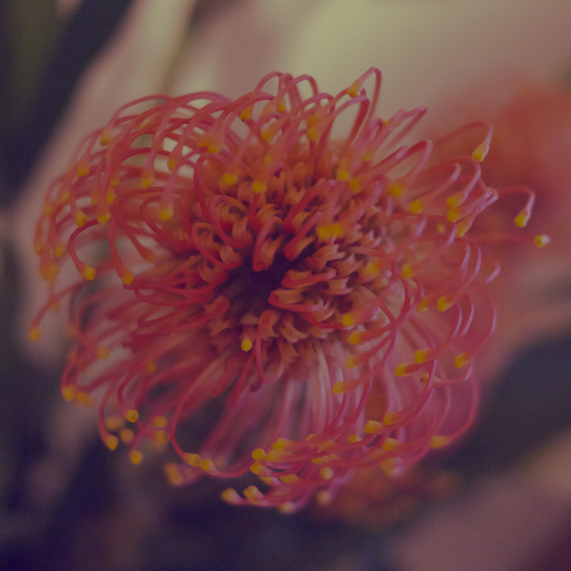 Pincushions