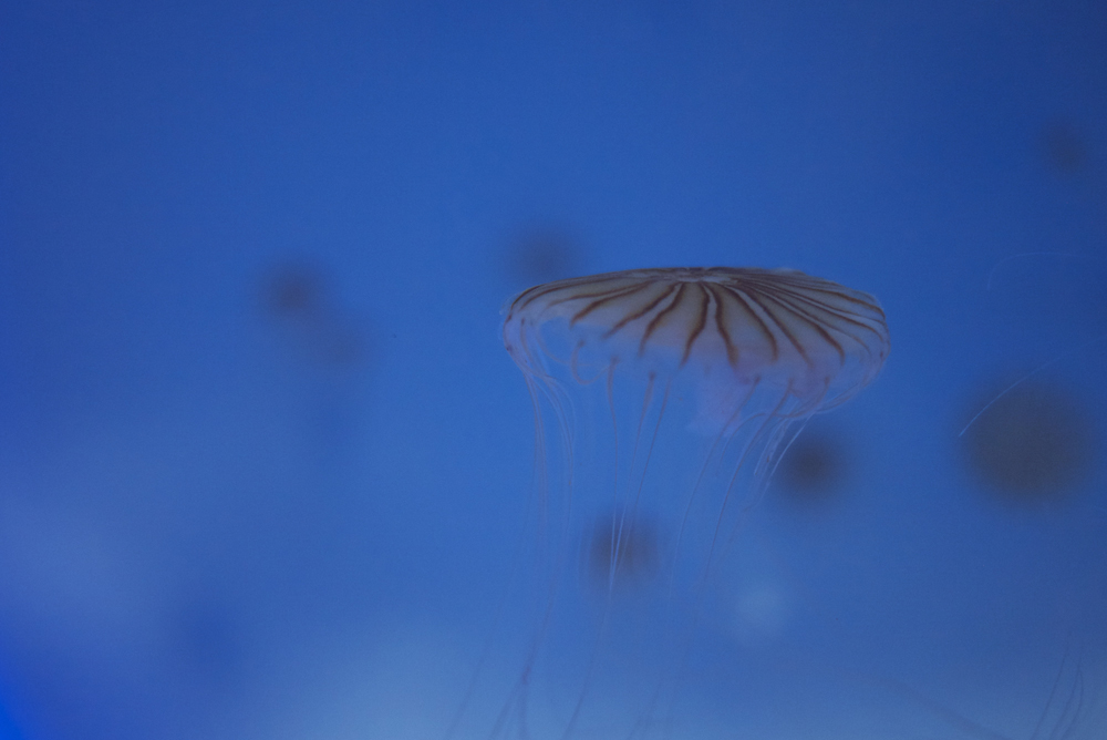 Jellyfish02