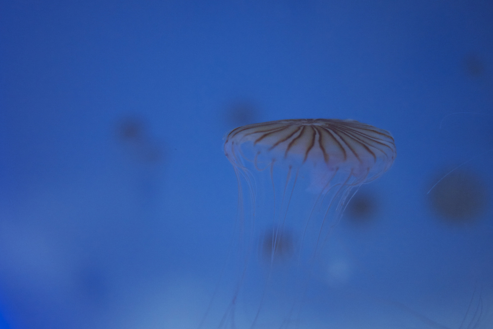Jellyfish02