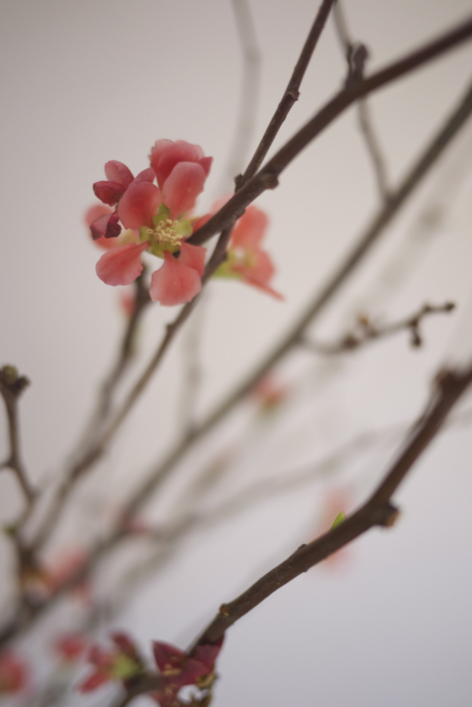 木瓜