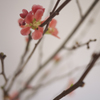 木瓜
