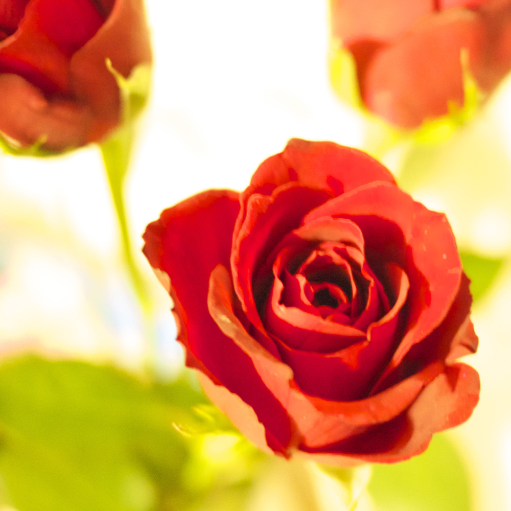薔薇