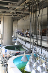 葛西臨海水族園