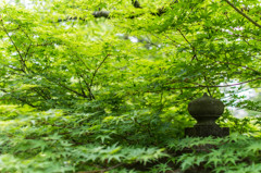 静岡