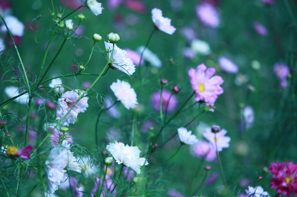 flower garden