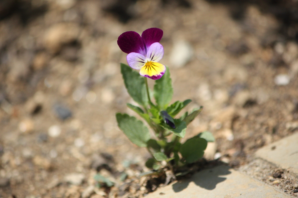 mini flower ヴィオラ