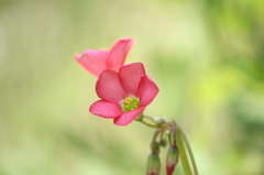 mini flower