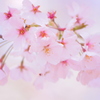 cherry blossom