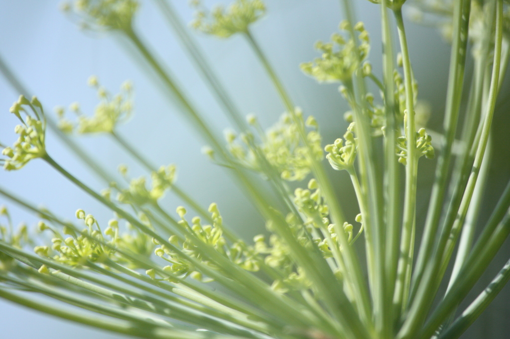フェンネルの花。。。