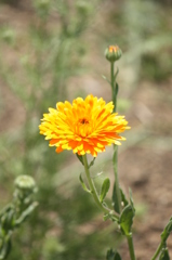 夏の花