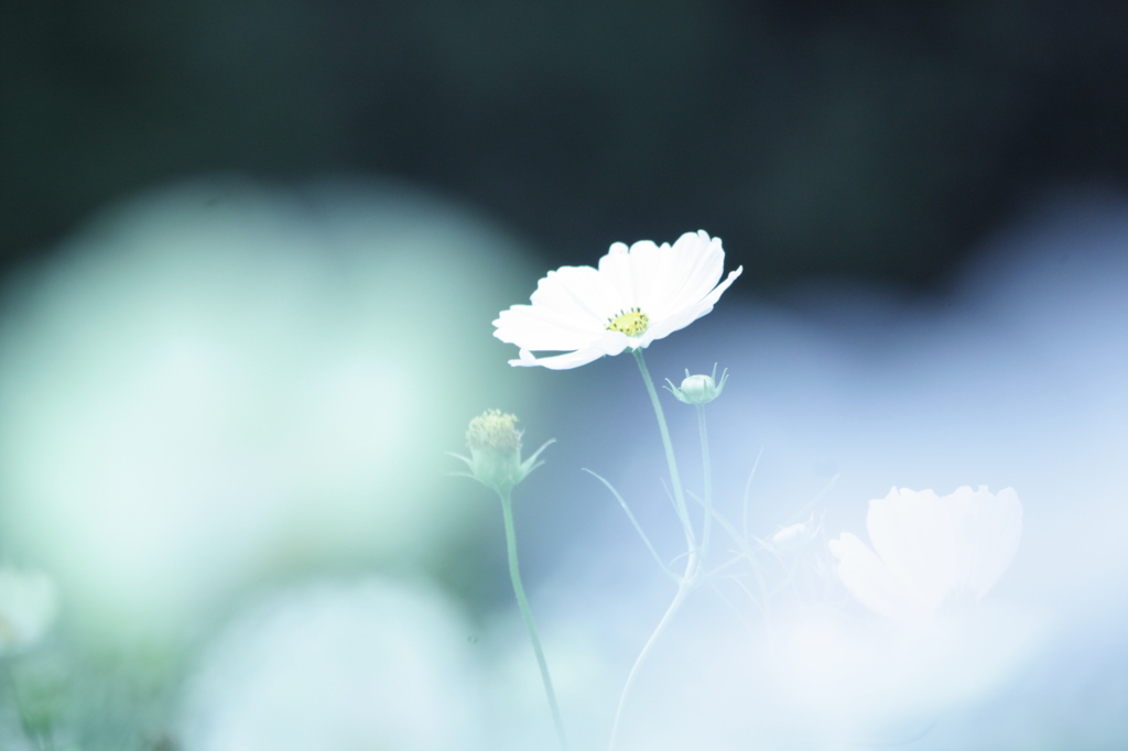 white cosmos