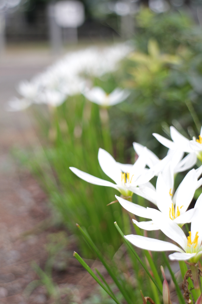 縁どり　「タマスダレ」