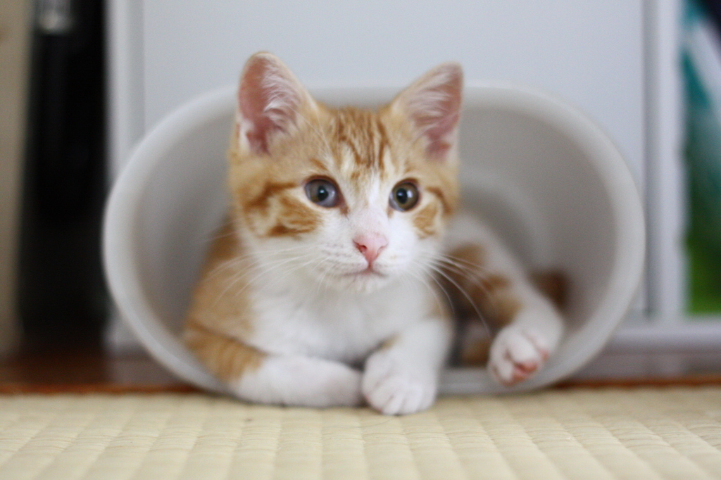 そこ、入っちゃった？ゴミ箱なんだけど。。。