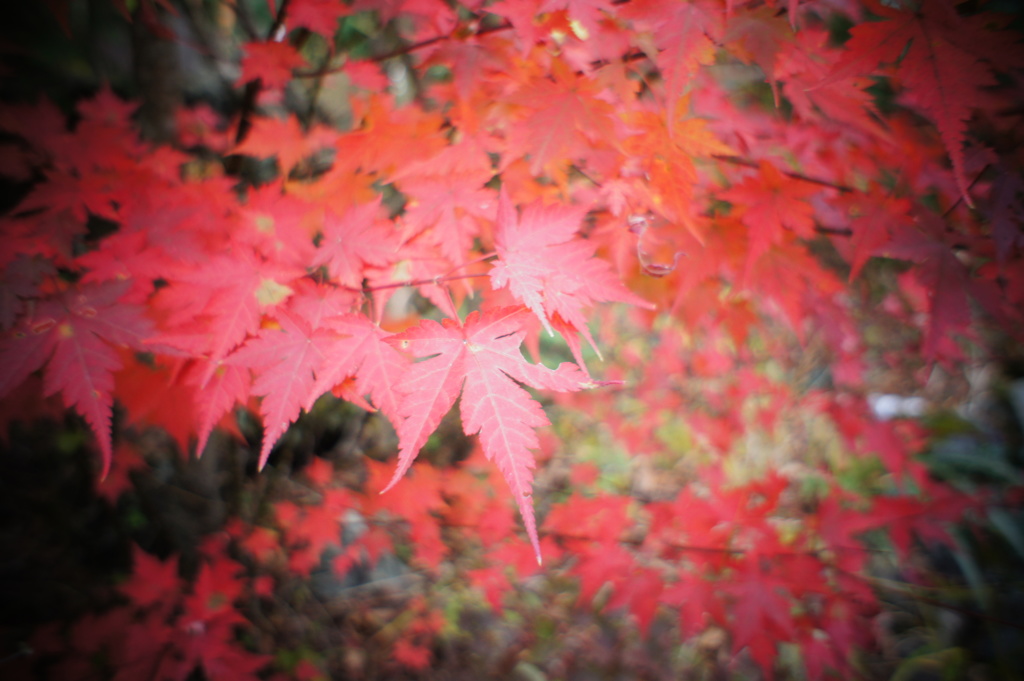 紅葉
