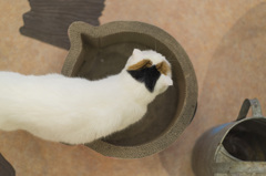 ねことけい