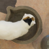 ねことけい