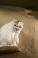 ぺろろん