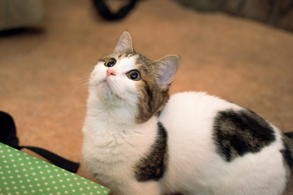 せーの